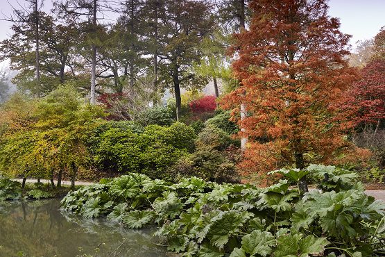 Leonardslee Gardens - Autumn (6th November 2019)